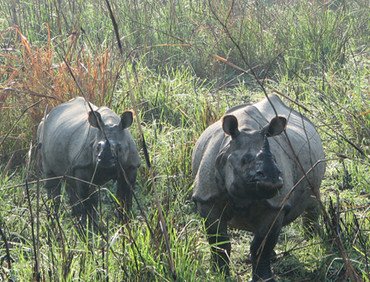 Chitwan Nationalpark Tourpaket, 3 Nächte 4 Tage