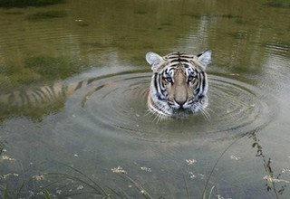 Forfait visite du parc national de Chitwan, 3 nuits 4 jours