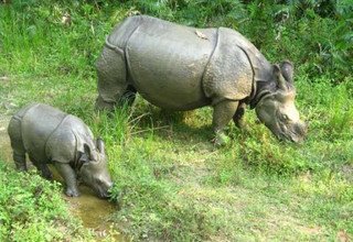 Forfait visite du parc national de Chitwan, 3 nuits 4 jours