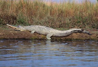 Forfait visite du parc national de Chitwan, 3 nuits 4 jours