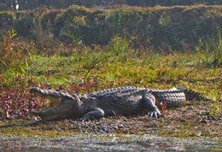 Chitwan Nationalpark Tourpaket, 3 Nächte 4 Tage