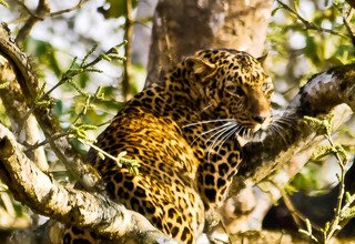 Forfait visite du parc national de Chitwan, 3 nuits 4 jours