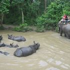 Faire du rafting via le parc national de Chitwan pour 4 jours 3 nuits