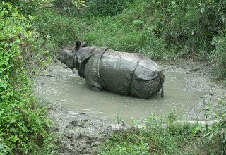 Faire du rafting via le parc national de Chitwan pour 4 jours 3 nuits