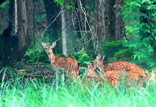 Tour dans le parc national de Bardia | 3 nuits 4 jours