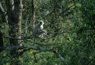 Tour dans le parc national de Bardia | 3 nuits 4 jours