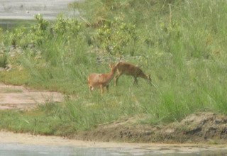 Tour dans le parc national de Bardia | 3 nuits 4 jours