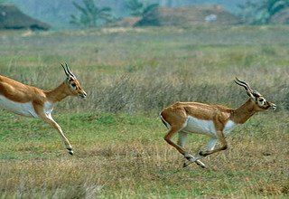Bardia National Park Tour Packages, 3 Nights 4 Days
