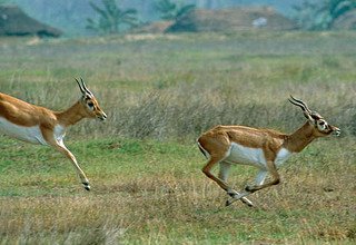 Tour dans le parc national de Bardia | 3 nuits 4 jours