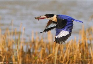 Tour dans le parc national de Bardia | 3 nuits 4 jours