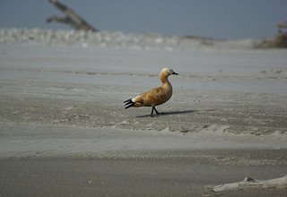 Tour dans le parc national de Bardia | 3 nuits 4 jours