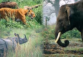 Bardia National Park Tour Packages, 3 Nights 4 Days