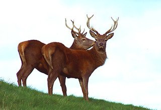 Tour dans le parc national de Bardia | 3 nuits 4 jours