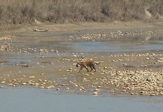 Tour dans le parc national de Bardia | 3 nuits 4 jours