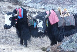 Everest auf die harte Tour, über Renjo Pass, Chola Pass und Khongmala Pass Lodge Trek, 21 Tage feste Abfahrt!